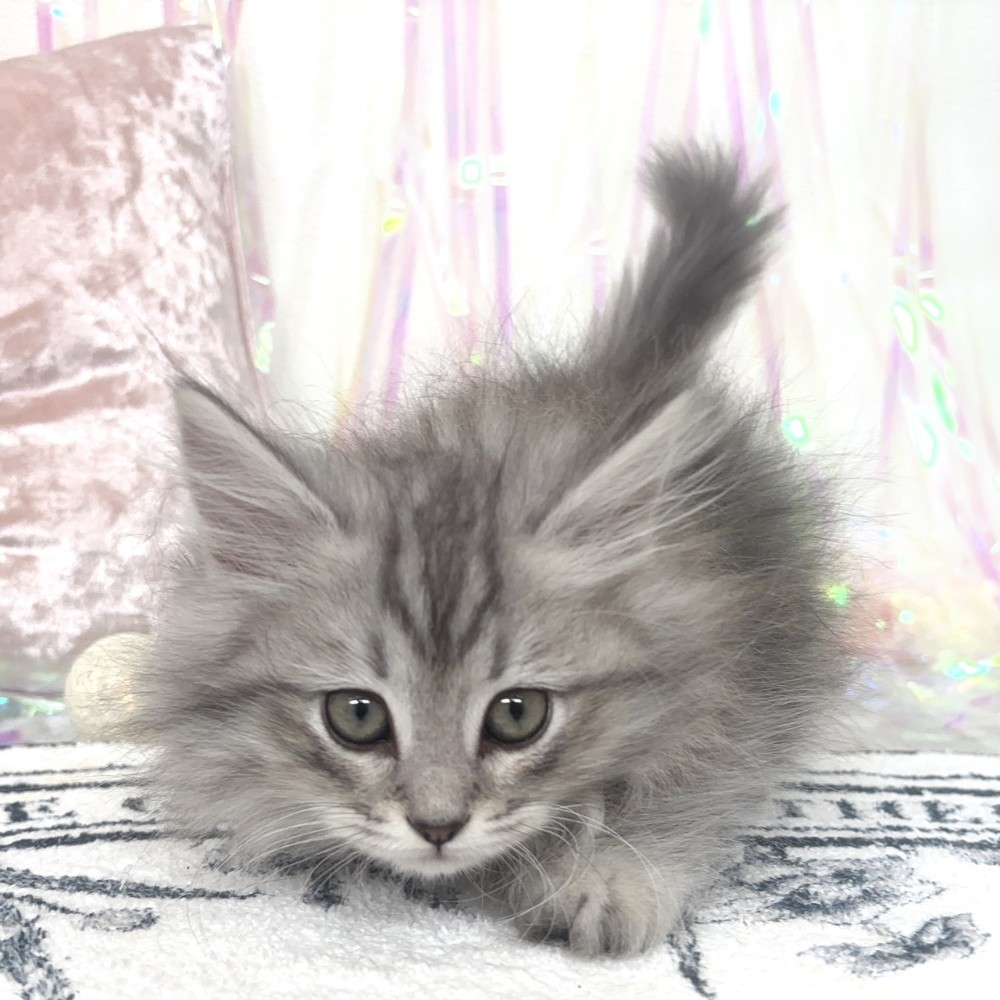 福岡県のミヌエット (犬の家＆猫の里シュロアモール筑紫野店/2026年1月27日生まれ/男の子/シルバーマッカレルタビー)の子猫の1枚目の画像