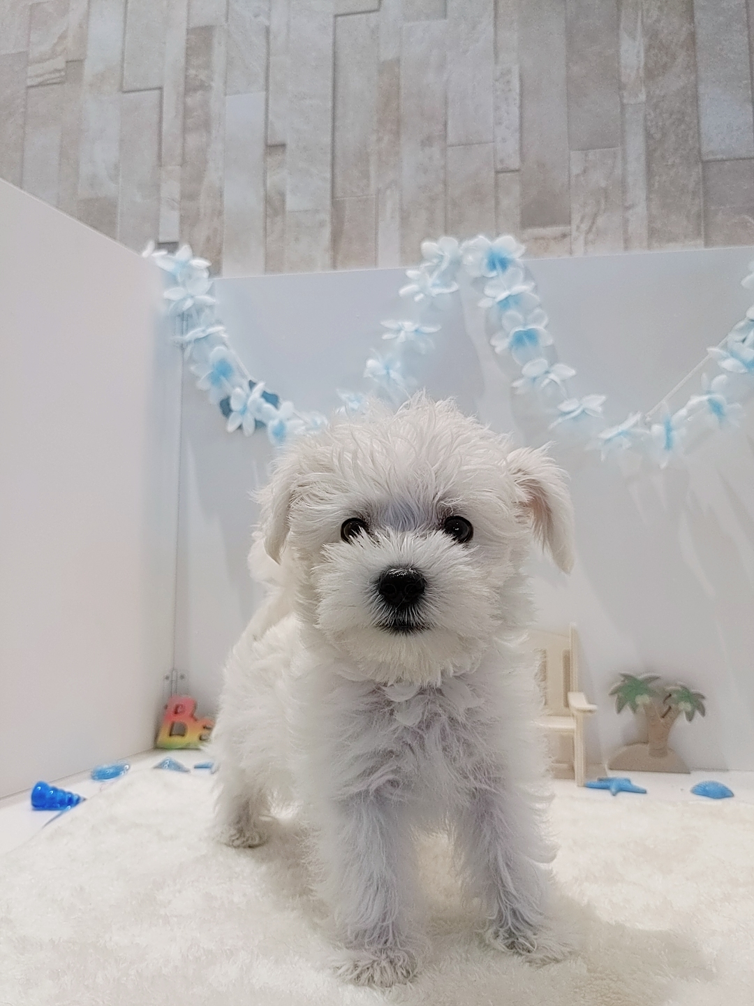 岡山県のシュナマル/マルシュナ(シュナウザー×マルチーズ) (犬の家＆猫の里天満屋ハピーズ西大寺モール店/2026年6月13日生まれ/男の子/ホワイト)の子犬の2枚目の画像