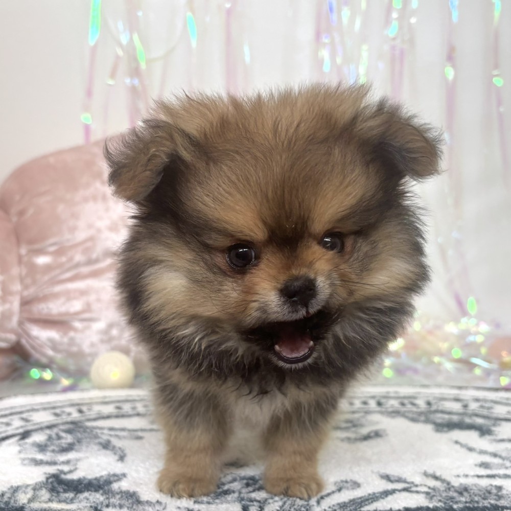福岡県のポメチワ/チワポメ/ポメチー(ポメラニアン×チワワ) (犬の家＆猫の里シュロアモール筑紫野店/2026年1月29日生まれ/男の子/オレンジセーブル)の子犬の2枚目の画像