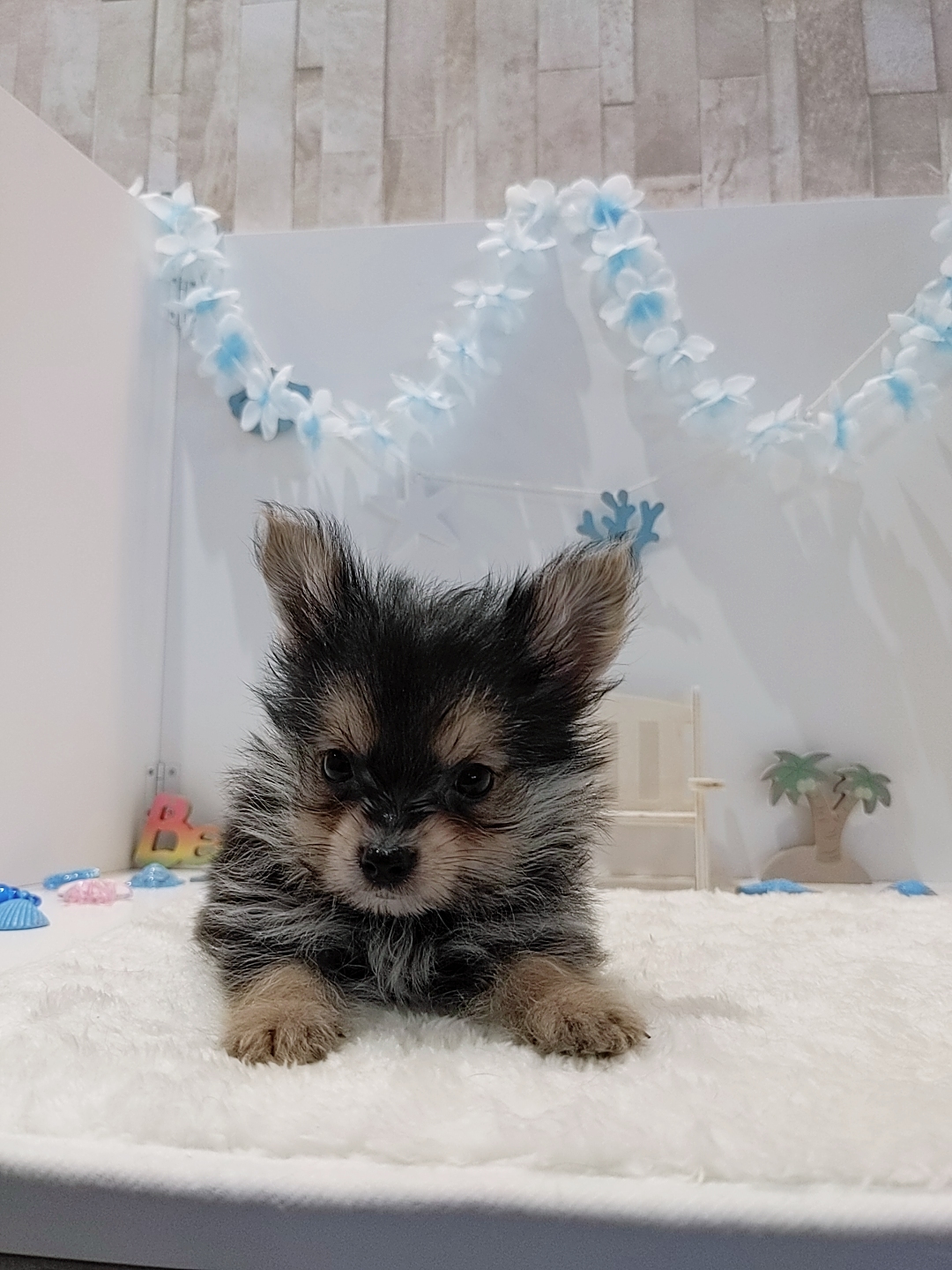 岡山県のポメキー(ポメラニアン×ヨークシャーテリア) (犬の家＆猫の里天満屋ハピーズ西大寺モール店/2026年6月7日生まれ/男の子/ブラックタン)の子犬の2枚目の画像