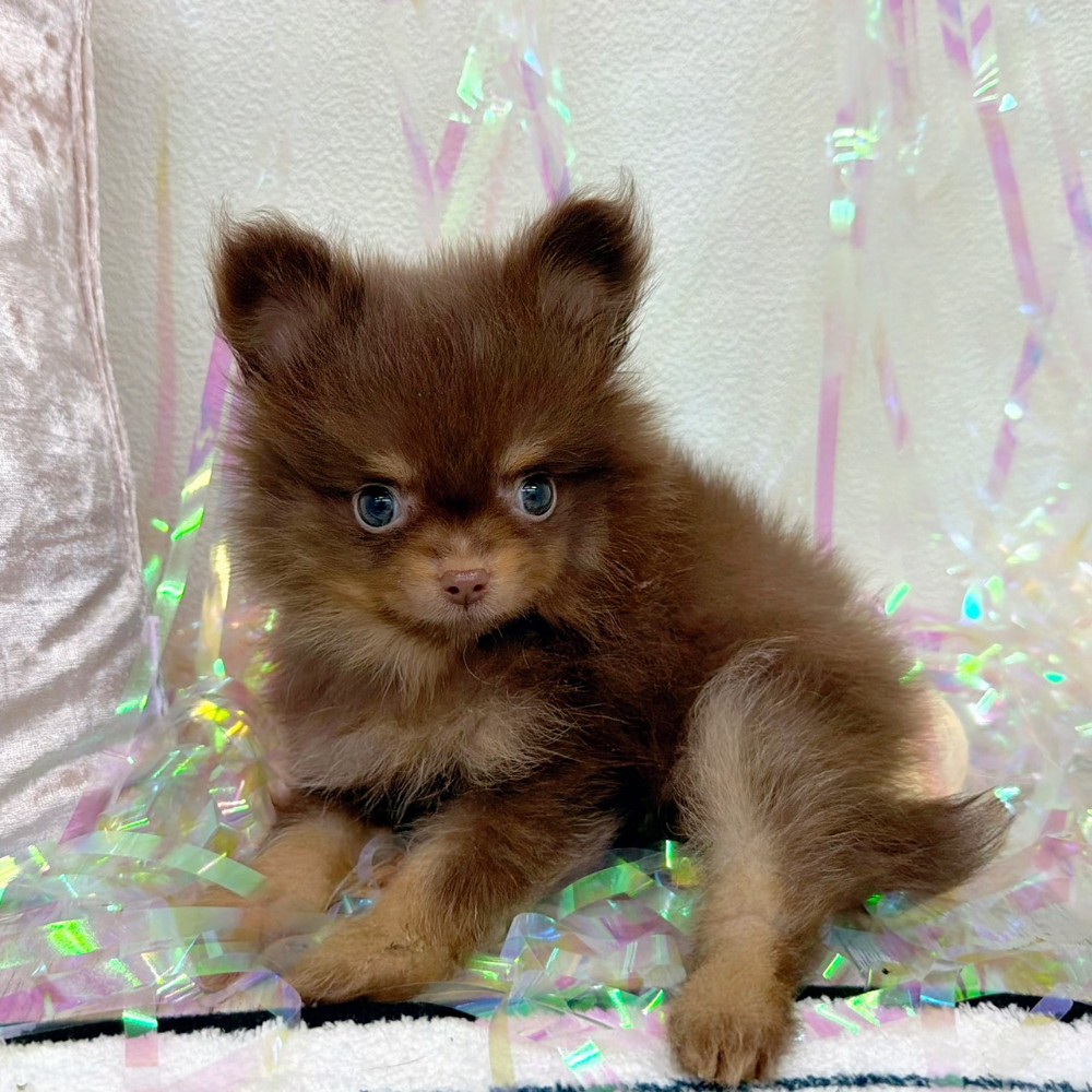 福岡県のポメチワ/チワポメ/ポメチー(ポメラニアン×チワワ) (犬の家＆猫の里シュロアモール筑紫野店/2026年1月26日生まれ/男の子/チョコレートタン)の子犬の1枚目の画像
