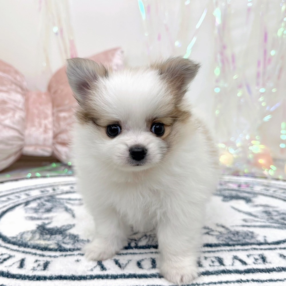 ハーフ犬女の子の写真