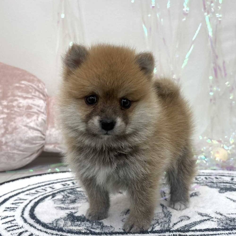 福岡県のポメ柴/豆ポメ/ポメ豆柴(ポメラニアン×柴犬) (犬の家＆猫の里シュロアモール筑紫野店/2026年2月10日生まれ/男の子/赤)の子犬の1枚目の画像