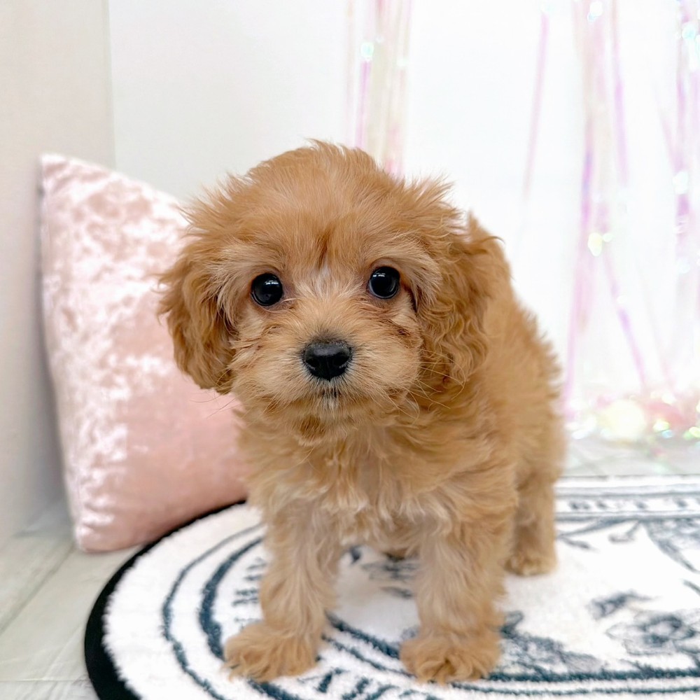 福岡県のコッカプー(アメリカンコッカースパニエル×プードル) (犬の家＆猫の里シュロアモール筑紫野店/2026年2月7日生まれ/女の子/レッド)の子犬の1枚目の画像