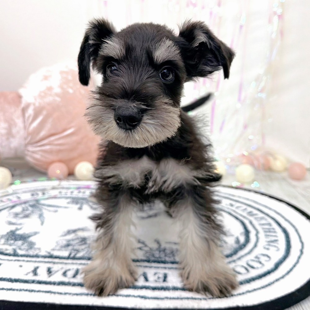 福岡県のミニチュアシュナウザー (犬の家＆猫の里シュロアモール筑紫野店/2026年2月6日生まれ/男の子/ブラックシルバー)の子犬の2枚目の画像