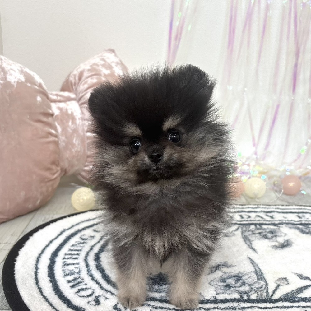 福岡県のポメラニアン (犬の家＆猫の里シュロアモール筑紫野店/2026年2月5日生まれ/女の子/ブラックタン)の子犬の1枚目の画像