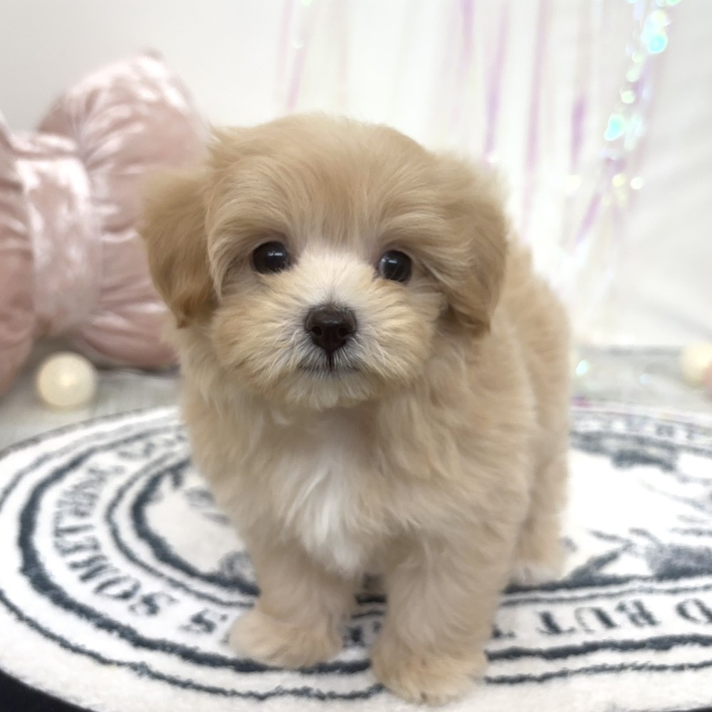 福岡県のマルプー(マルチーズ×プードル) (犬の家＆猫の里シュロアモール筑紫野店/2026年2月24日生まれ/女の子/クリーム)の子犬の1枚目の画像