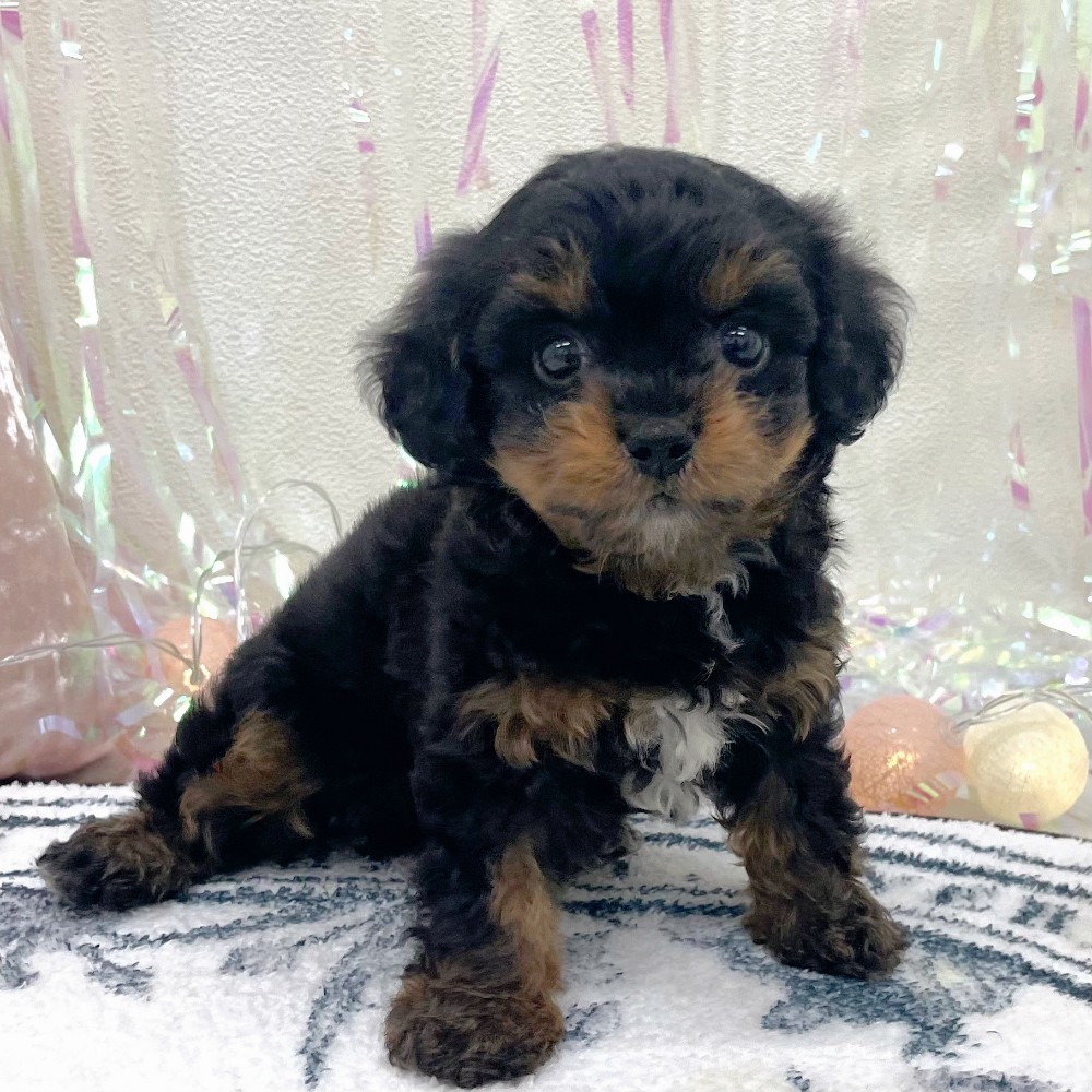 福岡県のチワプー/プーチー(チワワ×プードル) (犬の家＆猫の里シュロアモール筑紫野店/2026年3月1日生まれ/男の子/ブラックタン)の子犬の2枚目の画像