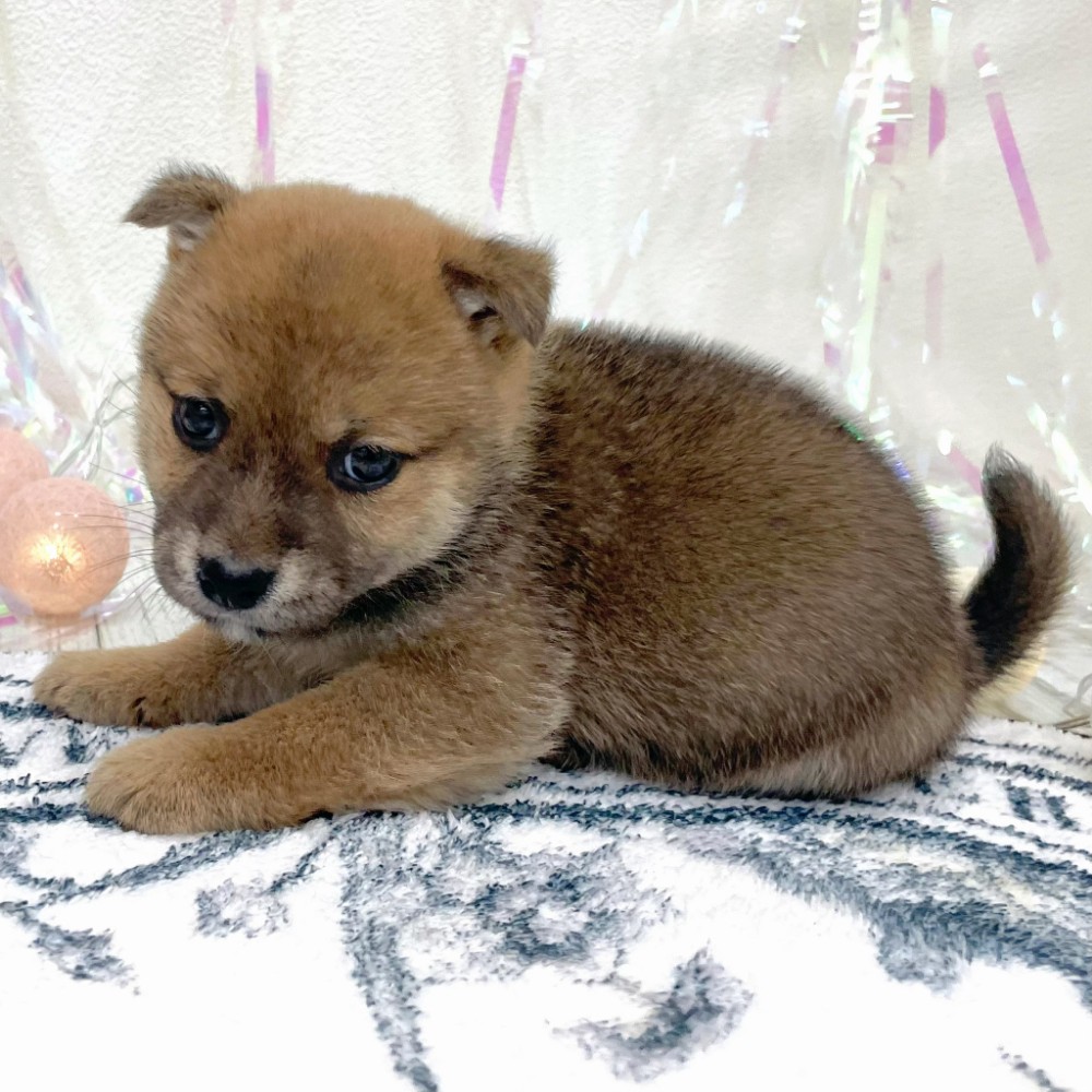 福岡県の豆柴 (犬の家＆猫の里シュロアモール筑紫野店/2026年2月27日生まれ/女の子/赤)の子犬の2枚目の画像