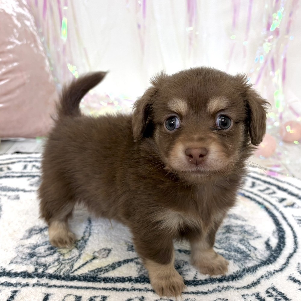 福岡県のチワックス(チワワ×ダックス) (犬の家＆猫の里シュロアモール筑紫野店/2026年2月28日生まれ/男の子/チョコレートクリーム)の子犬の2枚目の画像