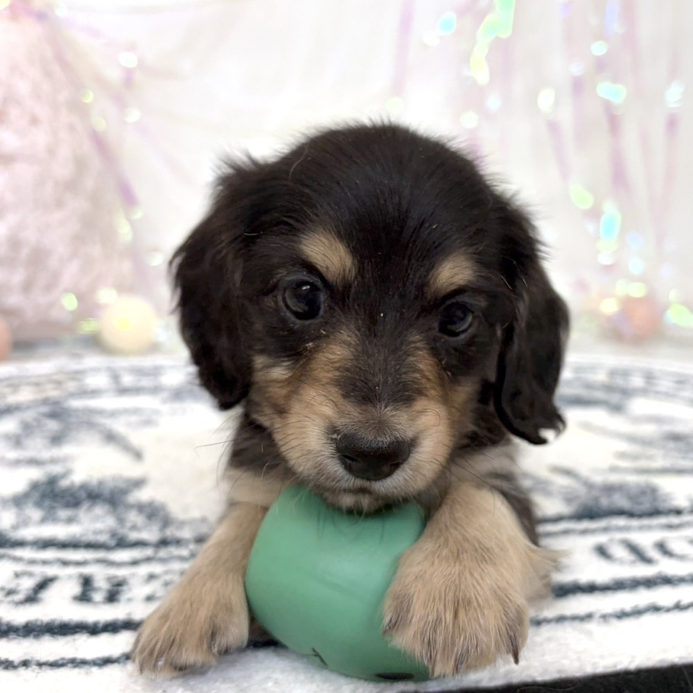 福岡県のカニンヘンダックスフンド(ロング) (犬の家＆猫の里シュロアモール筑紫野店/2026年3月9日生まれ/男の子/ブラックイエロー)の子犬の2枚目の画像