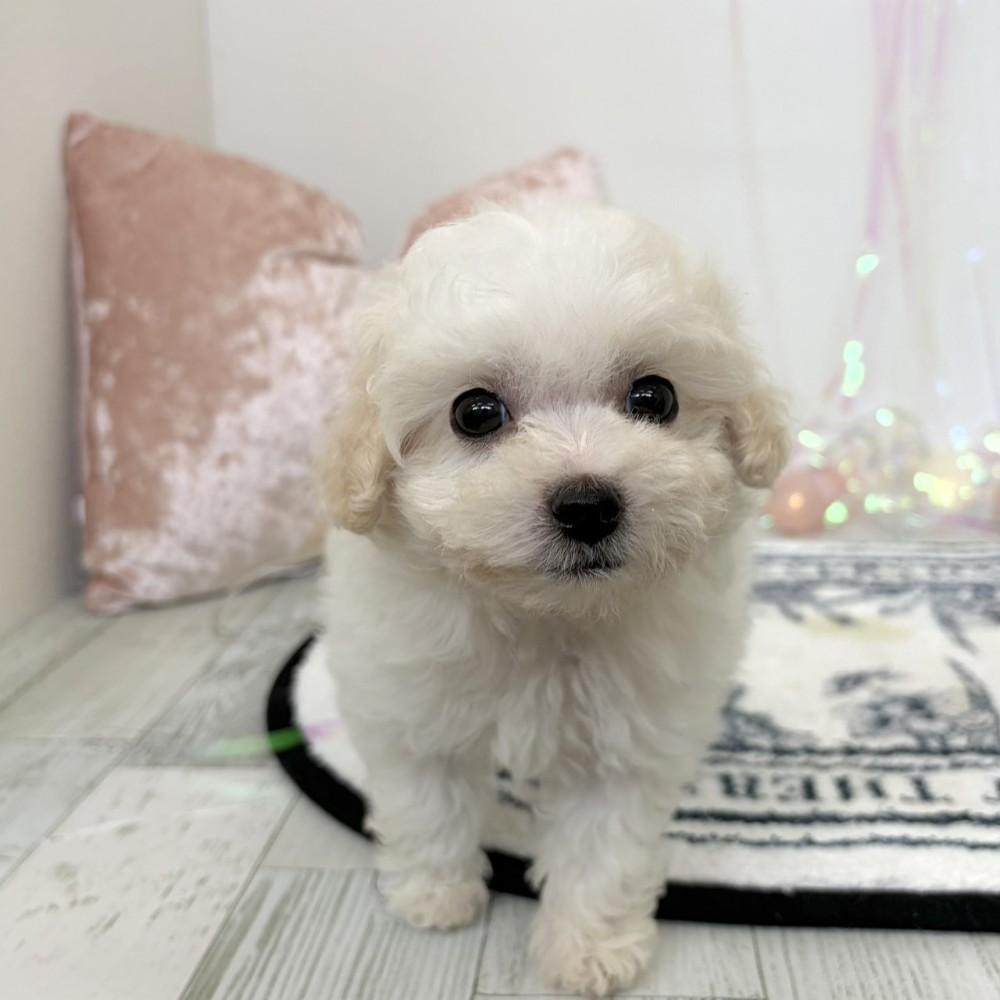 福岡県のビションプー(ビションフリーゼ×プードル) (犬の家＆猫の里シュロアモール筑紫野店/2026年3月8日生まれ/女の子/ホワイト)の子犬の2枚目の画像