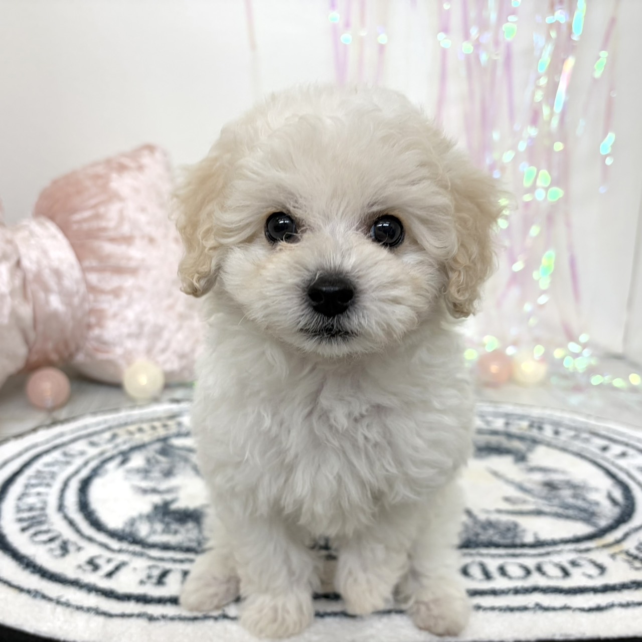 福岡県のビションプー(ビションフリーゼ×プードル) (犬の家＆猫の里シュロアモール筑紫野店/2026年3月8日生まれ/男の子/ホワイト)の子犬の2枚目の画像