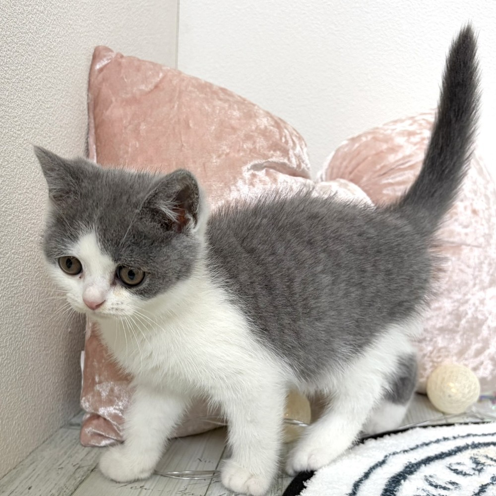 福岡県のブリティッシュショートヘアー (犬の家＆猫の里シュロアモール筑紫野店/2026年3月5日生まれ/女の子/ブルーホワイト)の子猫の2枚目の画像