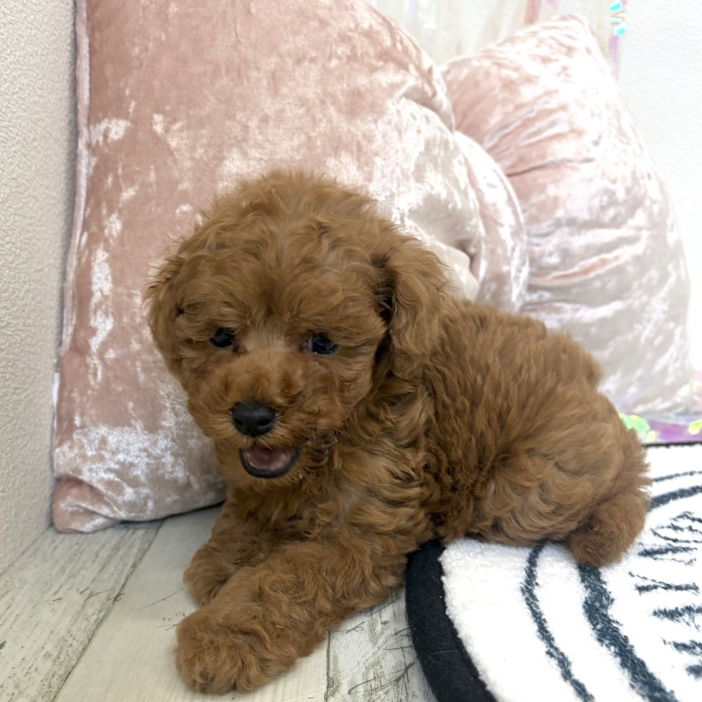 福岡県のトイプードル(タイニー) (犬の家＆猫の里シュロアモール筑紫野店/2026年3月16日生まれ/男の子/オレンジフォーン)の子犬の2枚目の画像