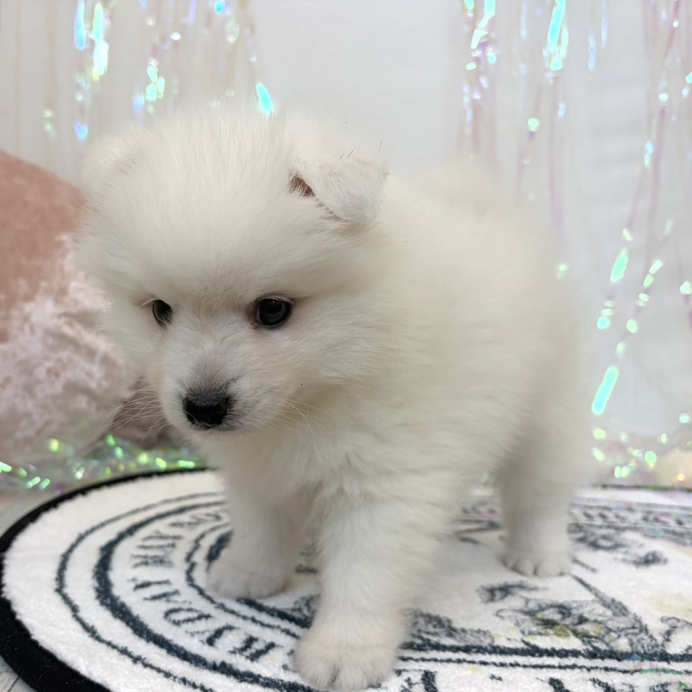 福岡県の日本スピッツ (犬の家＆猫の里シュロアモール筑紫野店/2026年3月15日生まれ/男の子/ホワイト)の子犬の2枚目の画像