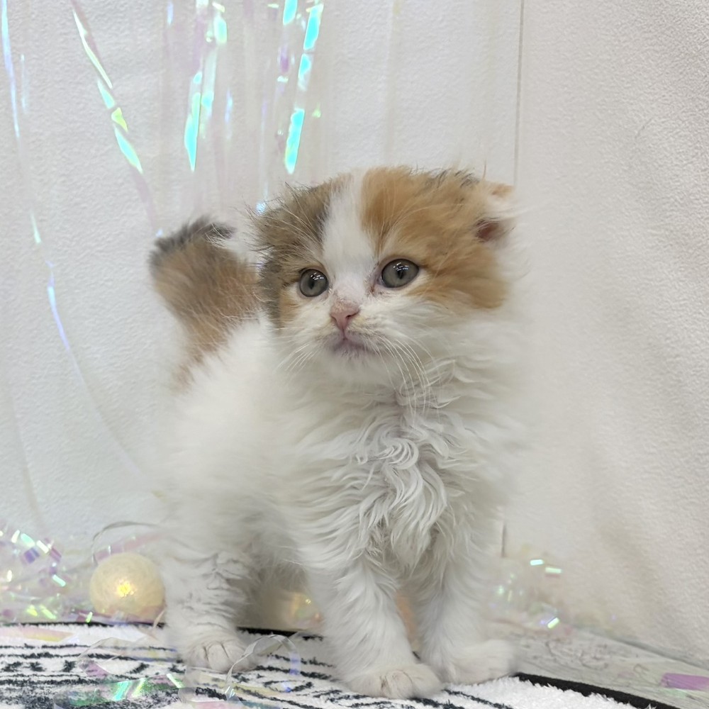 福岡県のスコティッシュフォールド (犬の家＆猫の里シュロアモール筑紫野店/2026年3月14日生まれ/女の子/バンキャリコ)の子猫の2枚目の画像