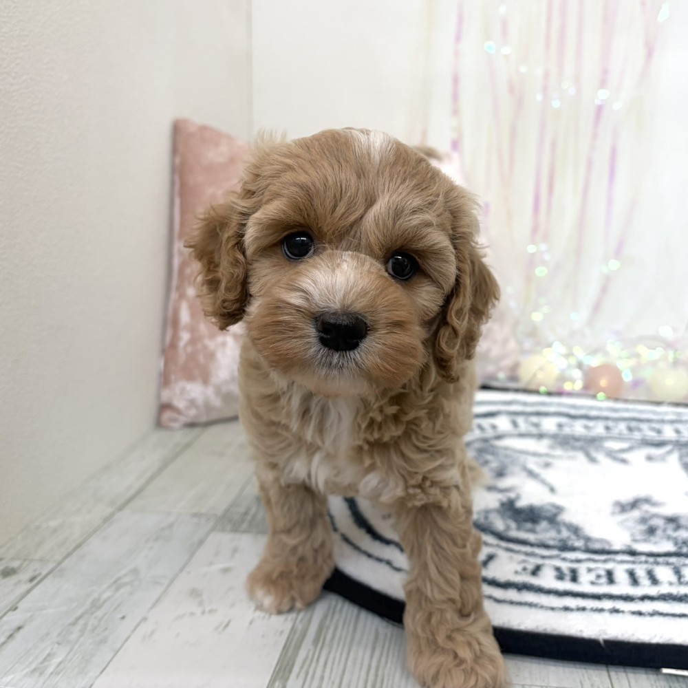 福岡県のコッカプー(アメリカンコッカースパニエル×プードル) (犬の家＆猫の里シュロアモール筑紫野店/2026年3月23日生まれ/男の子/クリーム)の子犬の2枚目の画像