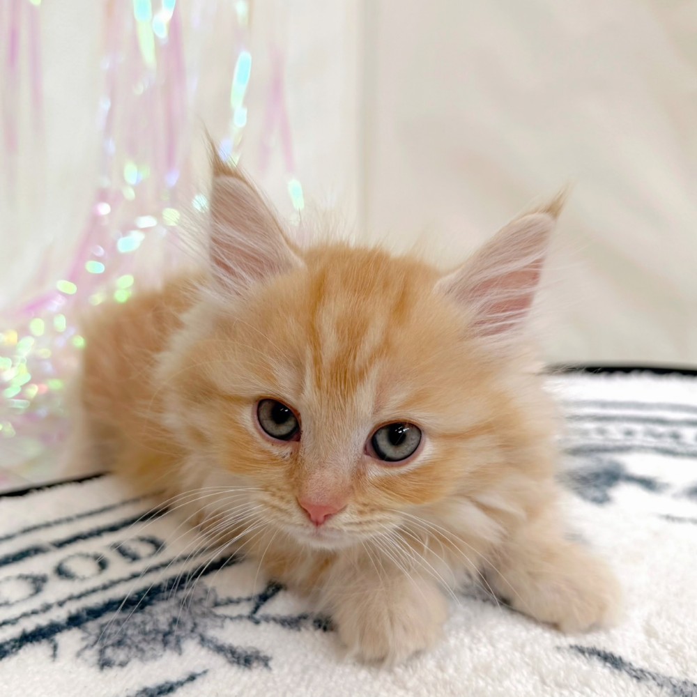 福岡県のミヌエット (犬の家＆猫の里シュロアモール筑紫野店/2026年3月19日生まれ/男の子/レッドタビー)の子猫の1枚目の画像