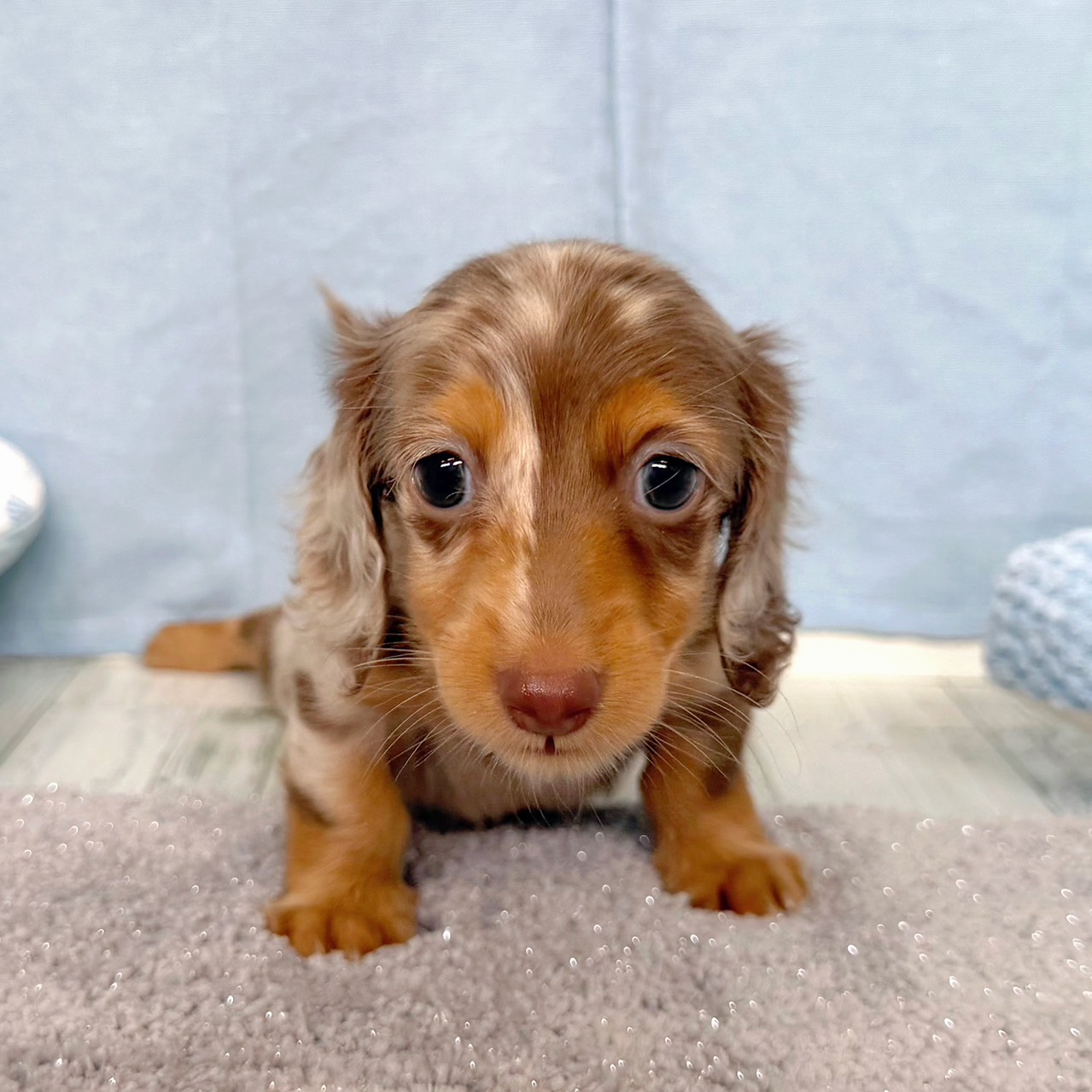 福岡県のミニチュアダックスフンド(ロング) (犬の家＆猫の里シュロアモール筑紫野店/2026年3月30日生まれ/男の子/チョコレートダップル)の子犬の2枚目の画像