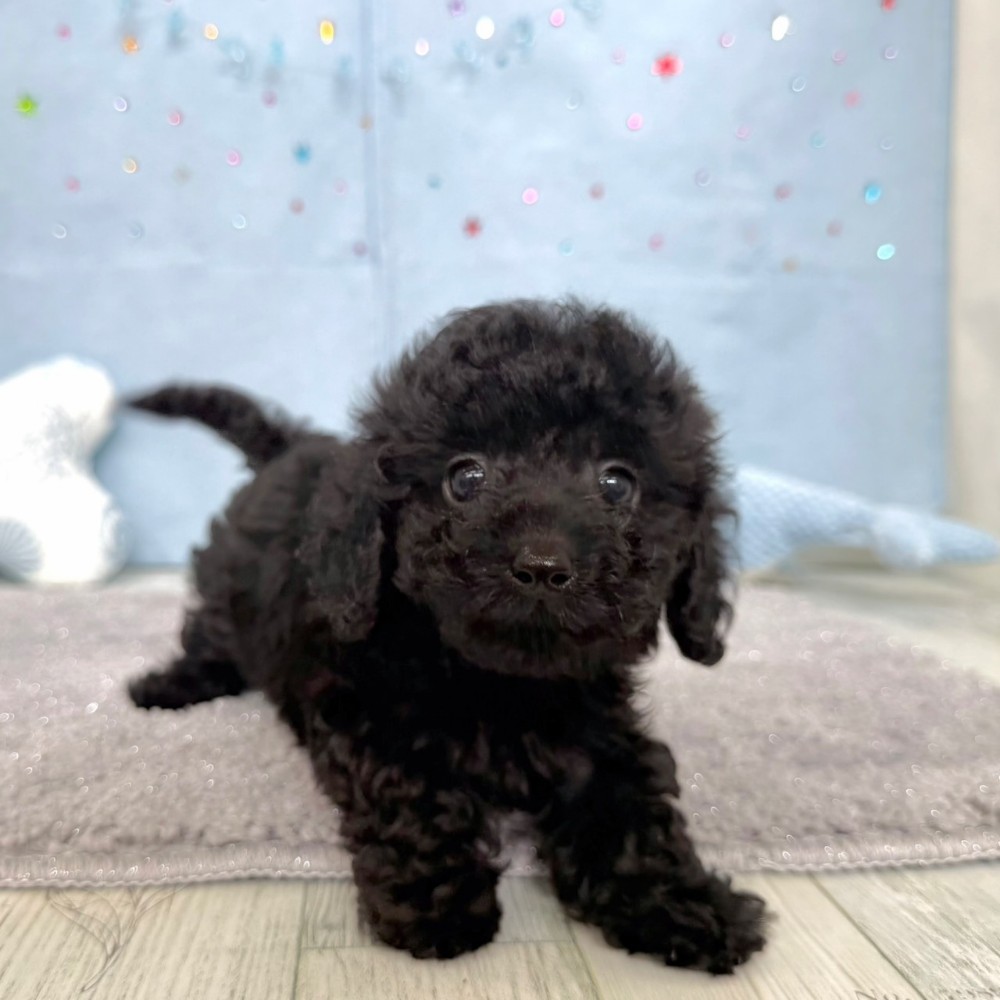 福岡県のダップー(ダックス×プードル) (犬の家＆猫の里シュロアモール筑紫野店/2026年3月30日生まれ/男の子/ブラック)の子犬の1枚目の画像