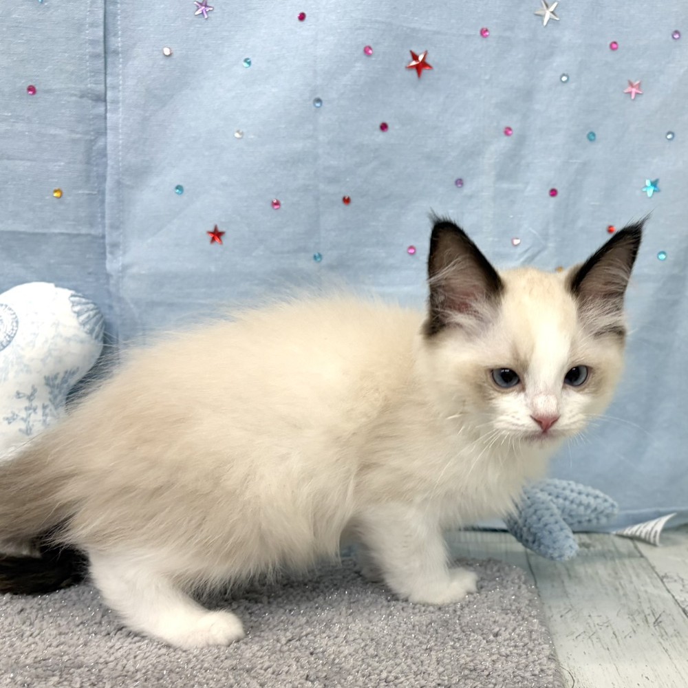 福岡県のラグドール (犬の家＆猫の里シュロアモール筑紫野店/2026年4月5日生まれ/男の子/シールポイントバイカラー)の子猫の2枚目の画像