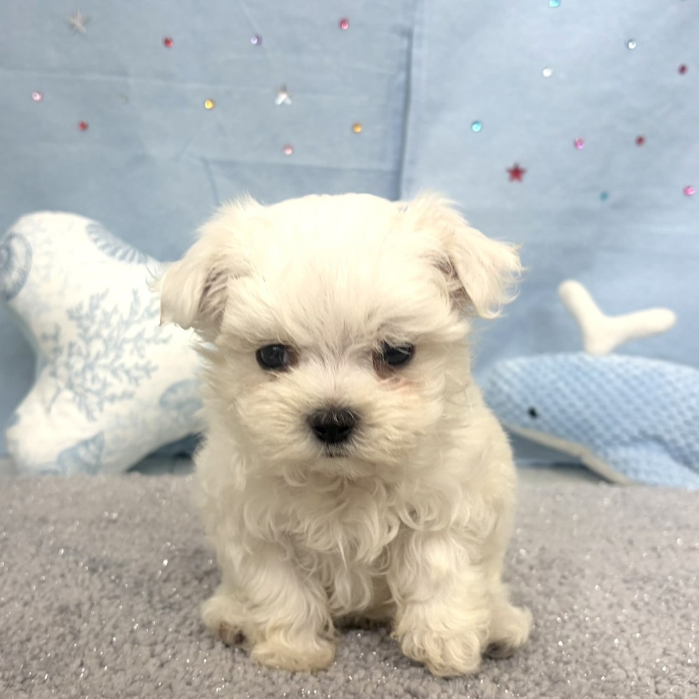 福岡県のマルチーズ (犬の家＆猫の里シュロアモール筑紫野店/2026年4月6日生まれ/女の子/ホワイト)の子犬の2枚目の画像