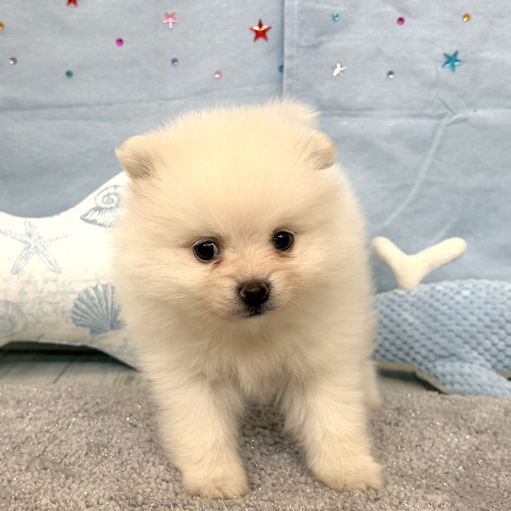 福岡県のポメラニアン (犬の家＆猫の里シュロアモール筑紫野店/2026年4月11日生まれ/女の子/ホワイト)の子犬の2枚目の画像