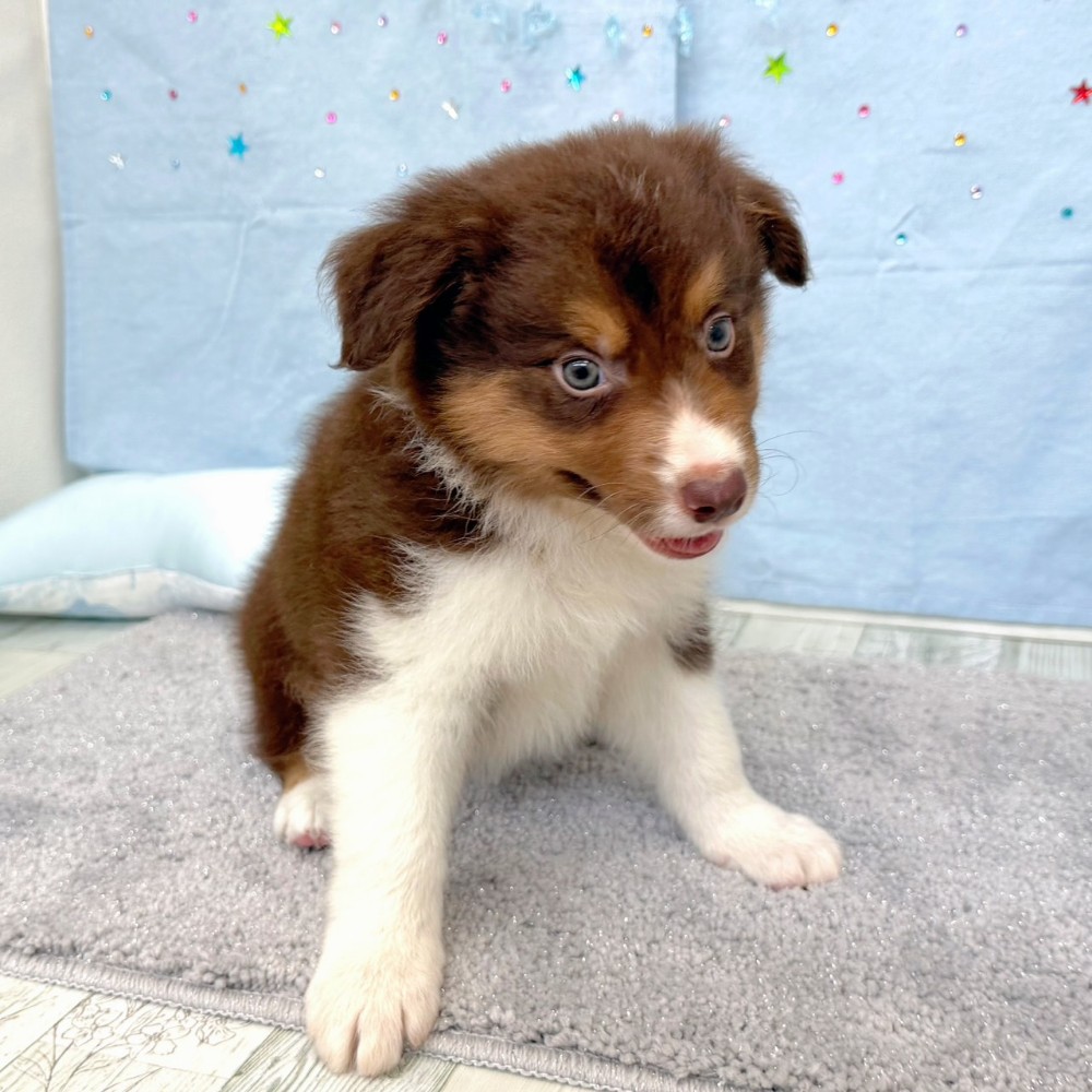 福岡県のボーダーコリー (犬の家＆猫の里シュロアモール筑紫野店/2026年4月25日生まれ/男の子/チョコレートホワイト)の子犬の2枚目の画像