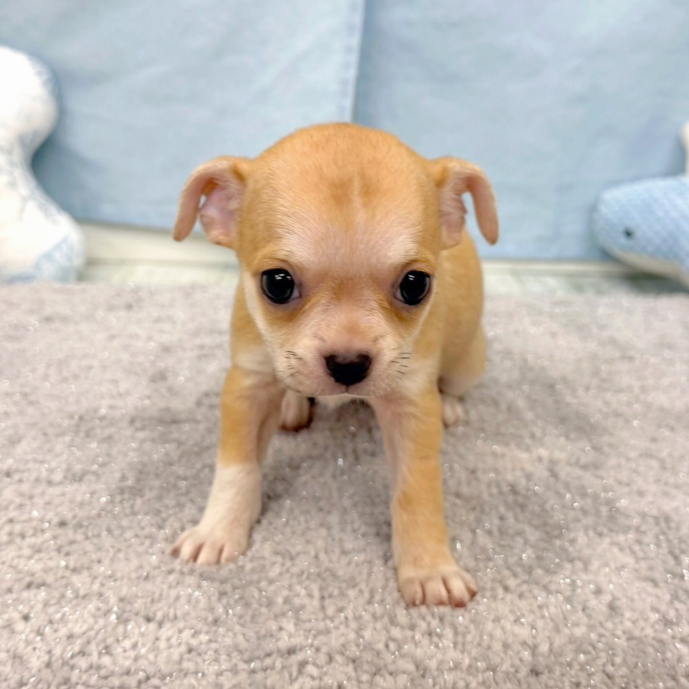 福岡県のチワワ(スムース) (犬の家＆猫の里シュロアモール筑紫野店/2026年4月27日生まれ/女の子/レッド)の子犬の2枚目の画像