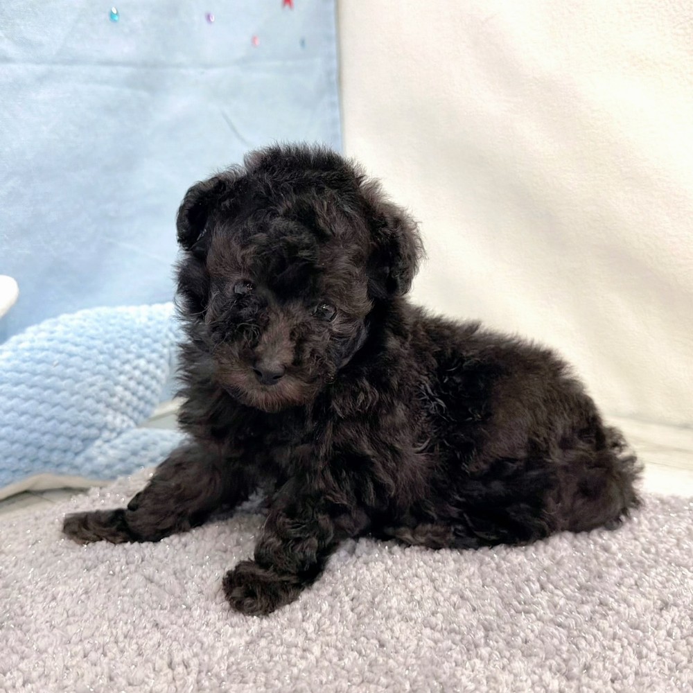 福岡県のトイプードル(ティーカップ) (犬の家＆猫の里シュロアモール筑紫野店/2026年4月28日生まれ/女の子/シルバー)の子犬の2枚目の画像