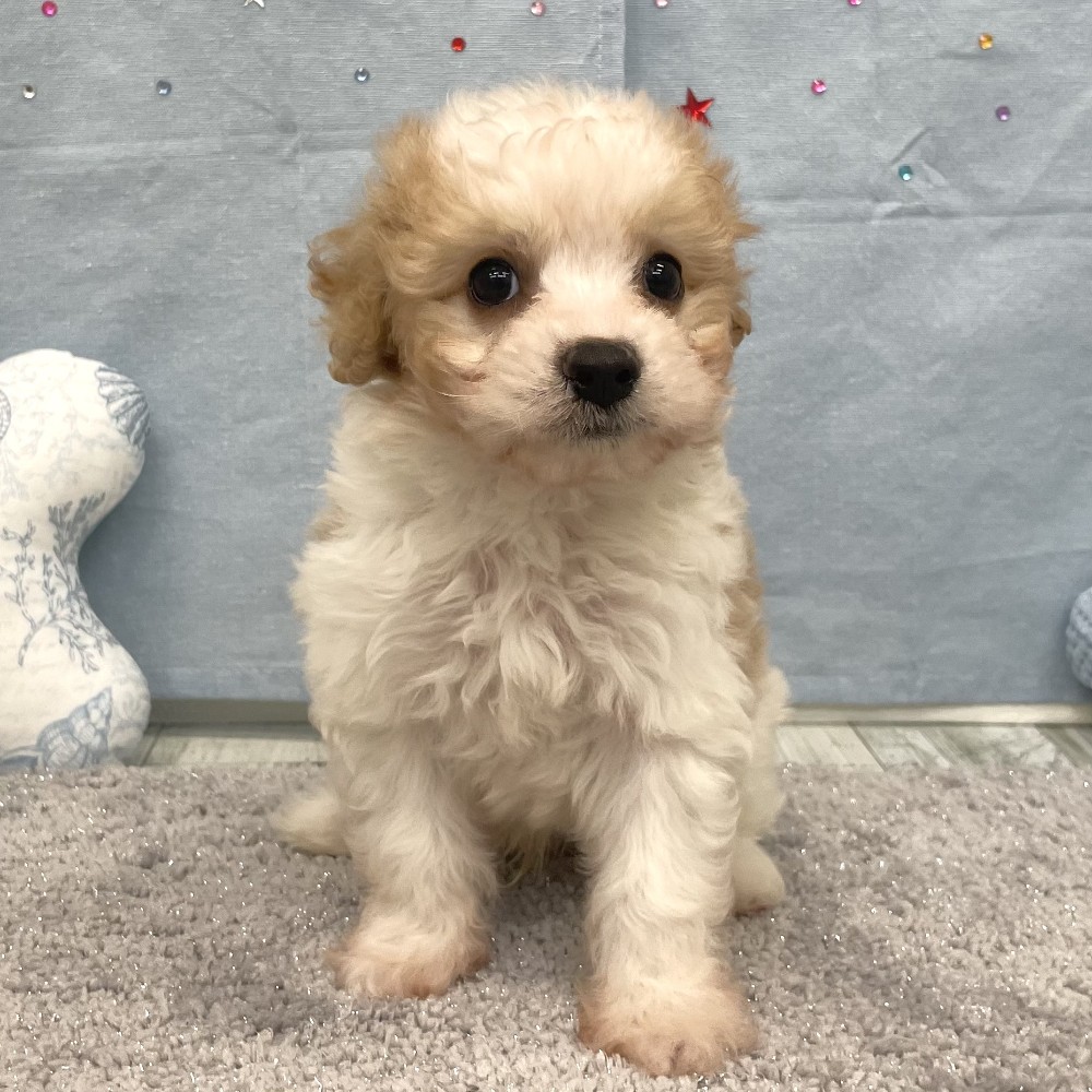 福岡県のキャバプー(キャバリア×プードル) (犬の家＆猫の里シュロアモール筑紫野店/2026年4月27日生まれ/男の子/ホワイトクリーム)の子犬の2枚目の画像