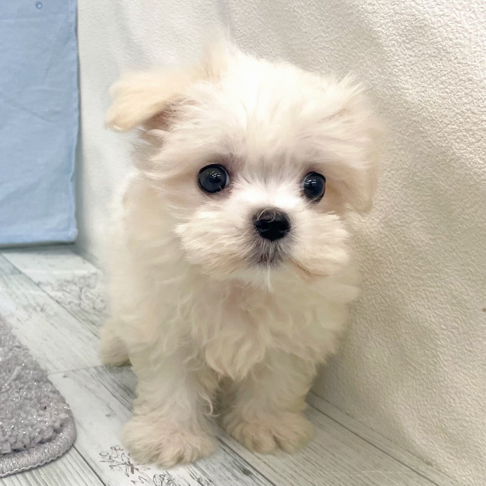 福岡県のマルチーズ (犬の家＆猫の里シュロアモール筑紫野店/2026年4月23日生まれ/女の子/ホワイト)の子犬の2枚目の画像