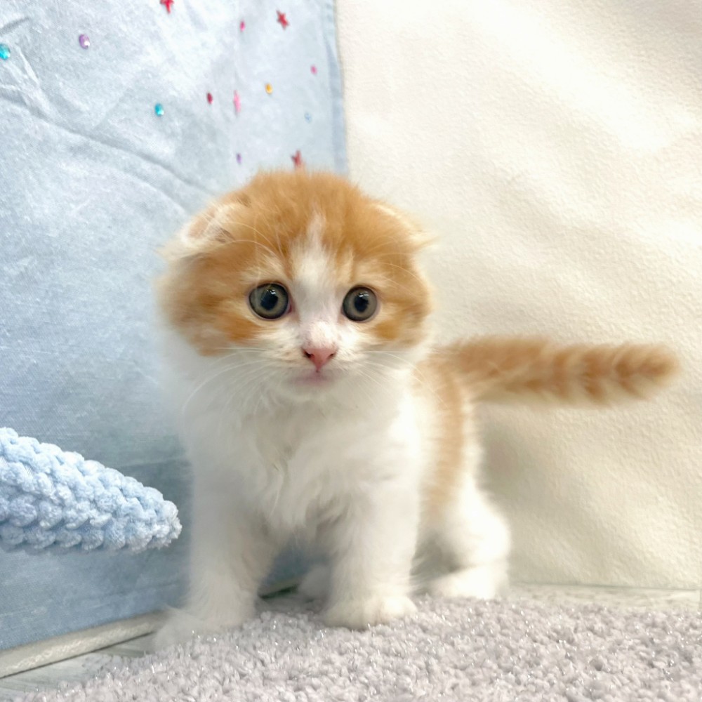 福岡県のスコティッシュフォールド (犬の家＆猫の里シュロアモール筑紫野店/2026年4月26日生まれ/男の子/レッドタビーホワイト)の子猫の2枚目の画像