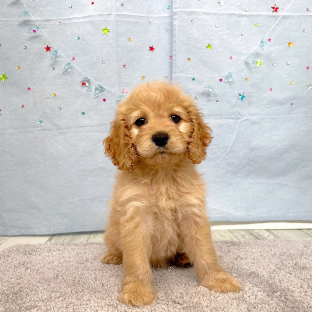 福岡県のコッカプー(アメリカンコッカースパニエル×プードル) (犬の家＆猫の里シュロアモール筑紫野店/2026年5月5日生まれ/女の子/バフ)の子犬の1枚目の画像