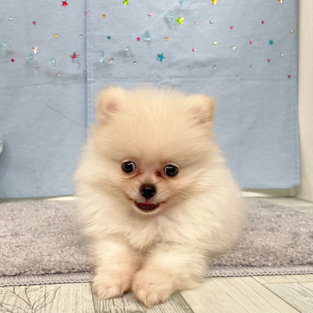 福岡県のハーフ犬・ミックス犬 (犬の家＆猫の里シュロアモール筑紫野店/2026年5月3日生まれ/男の子/クリーム)の子犬の1枚目の画像