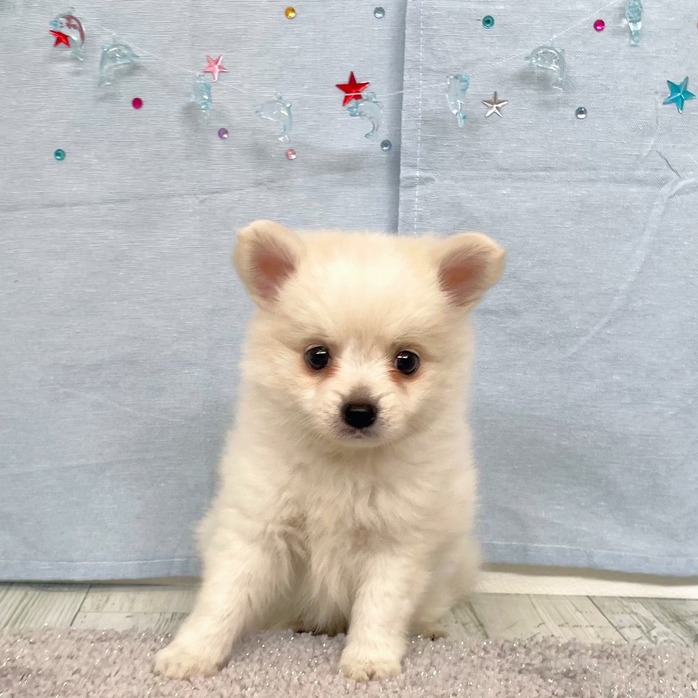 福岡県のハーフ犬・ミックス犬 (犬の家＆猫の里シュロアモール筑紫野店/2026年5月5日生まれ/女の子/クリーム)の子犬の1枚目の画像