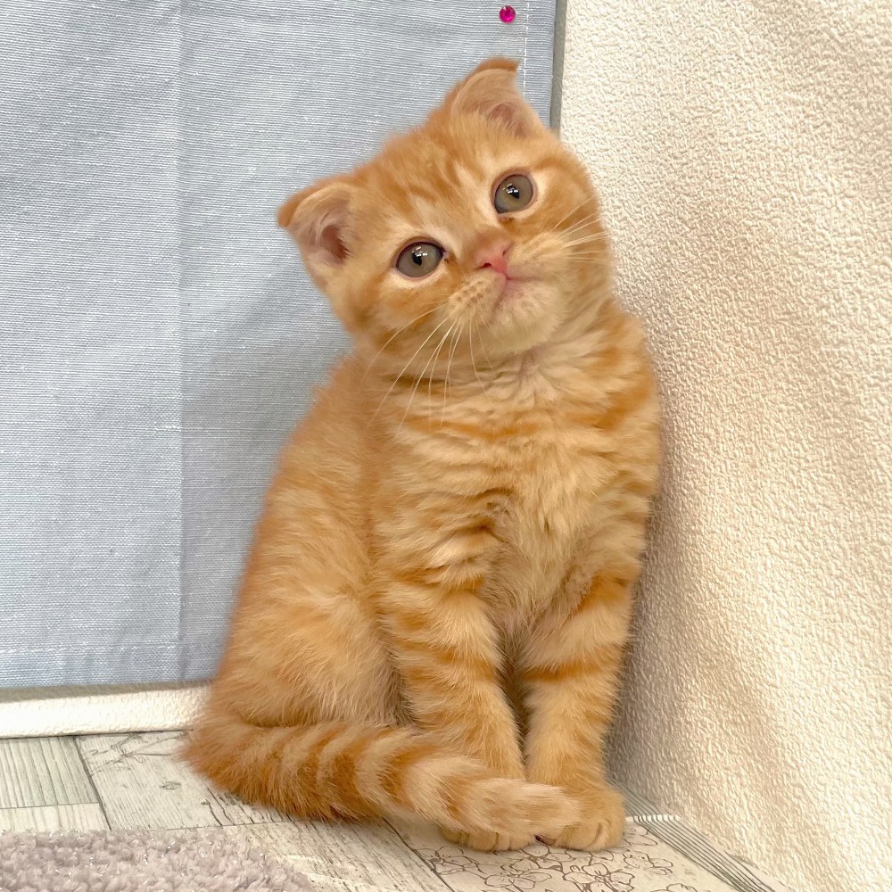 福岡県のスコティッシュフォールド (犬の家＆猫の里シュロアモール筑紫野店/2026年4月30日生まれ/女の子/レッドタビー)の子猫の2枚目の画像