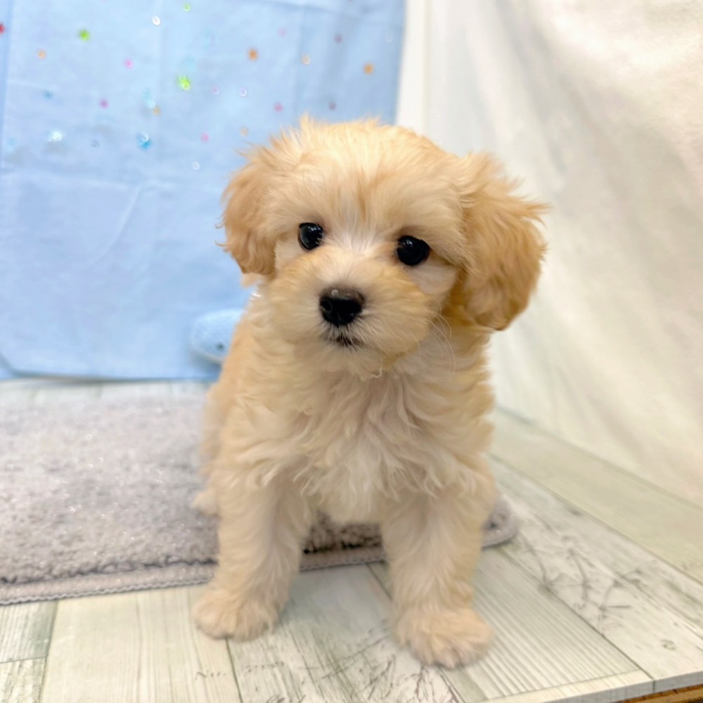 福岡県のマルプー(マルチーズ×プードル) (犬の家＆猫の里シュロアモール筑紫野店/2026年5月10日生まれ/男の子/クリーム)の子犬の2枚目の画像