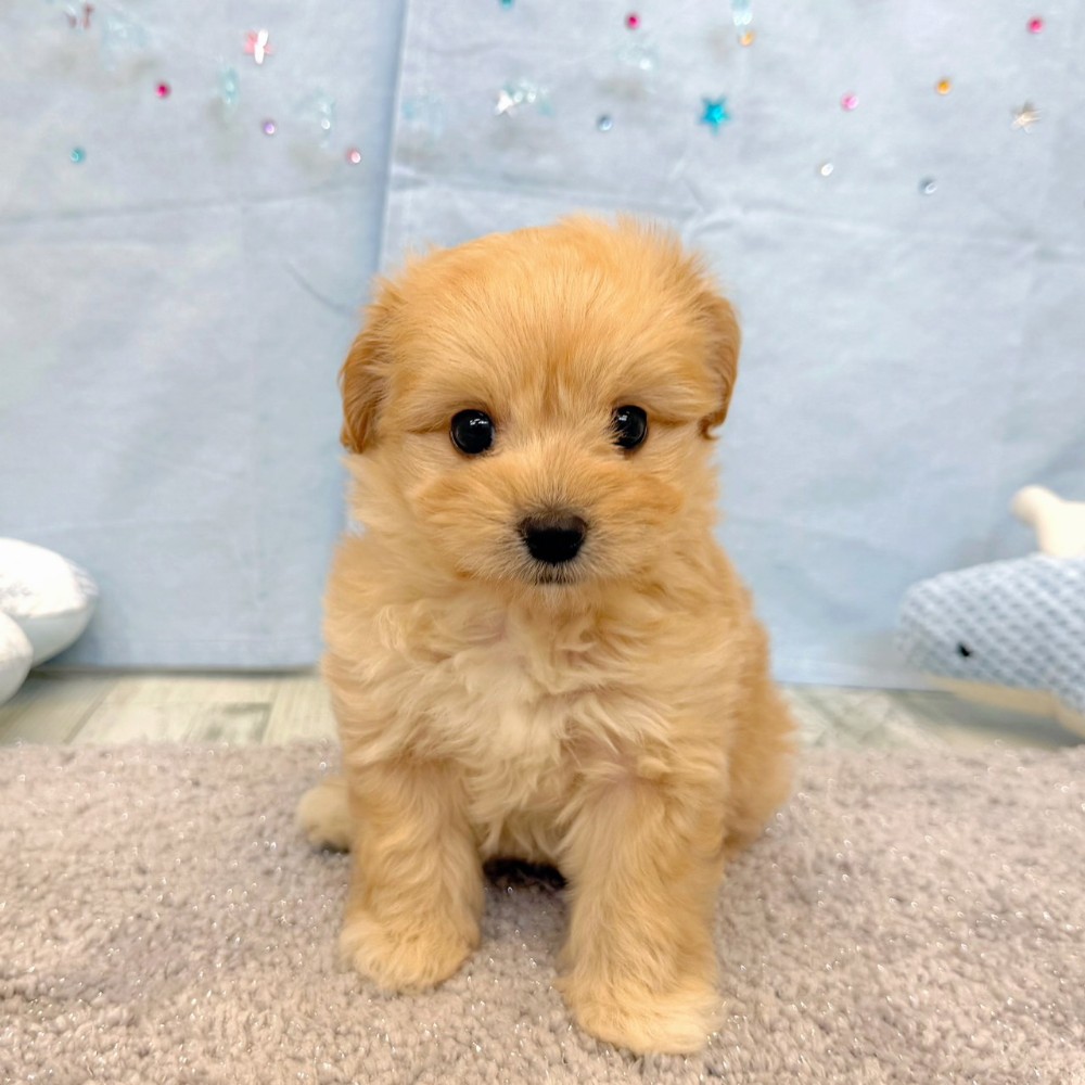 福岡県のマルプー(マルチーズ×プードル) (犬の家＆猫の里シュロアモール筑紫野店/2026年5月8日生まれ/男の子/アプリコット)の子犬の2枚目の画像