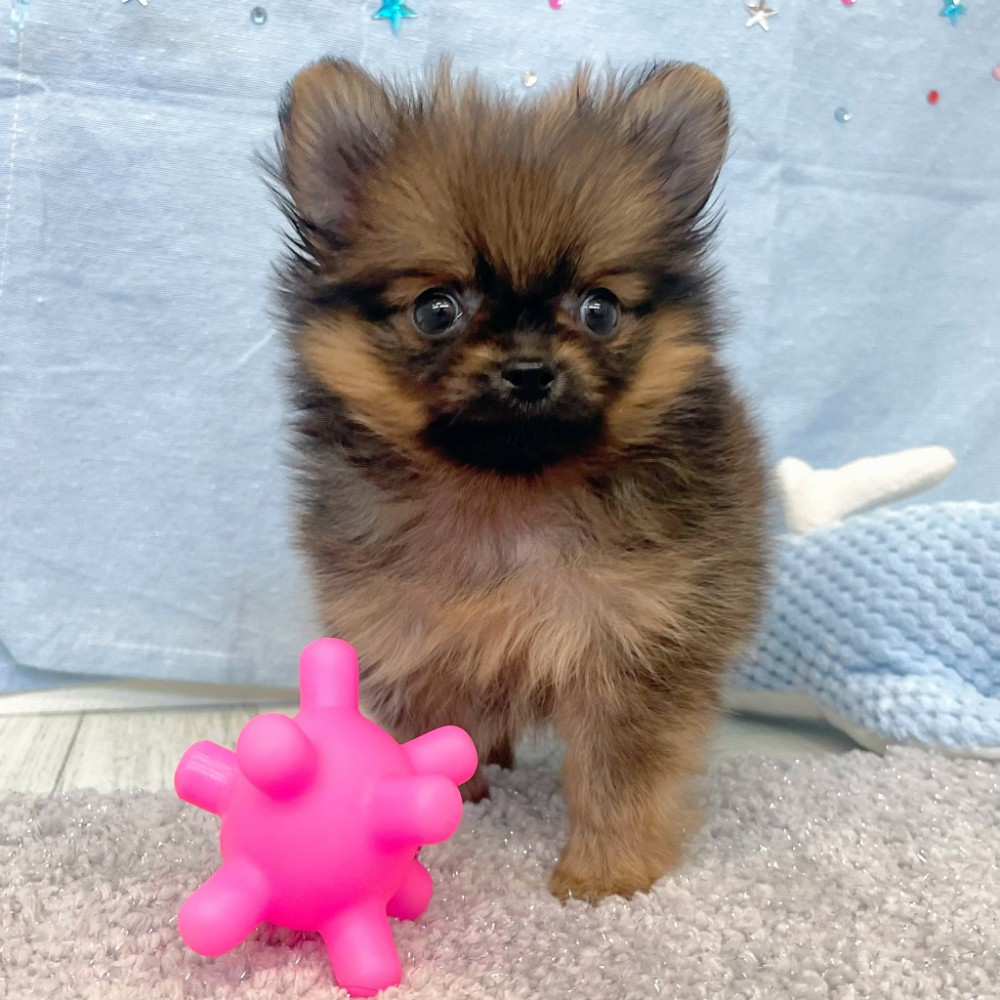 福岡県のポメチワ/チワポメ/ポメチー(ポメラニアン×チワワ) (犬の家＆猫の里シュロアモール筑紫野店/2026年5月9日生まれ/男の子/オレンジ)の子犬の2枚目の画像