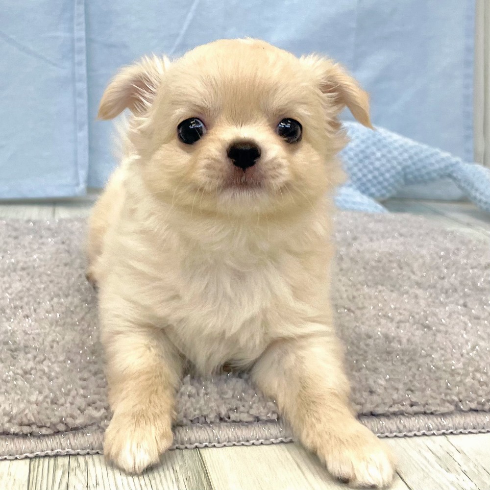 福岡県のチワワ(ロング) (犬の家＆猫の里シュロアモール筑紫野店/2026年5月11日生まれ/男の子/クリームホワイト)の子犬の2枚目の画像