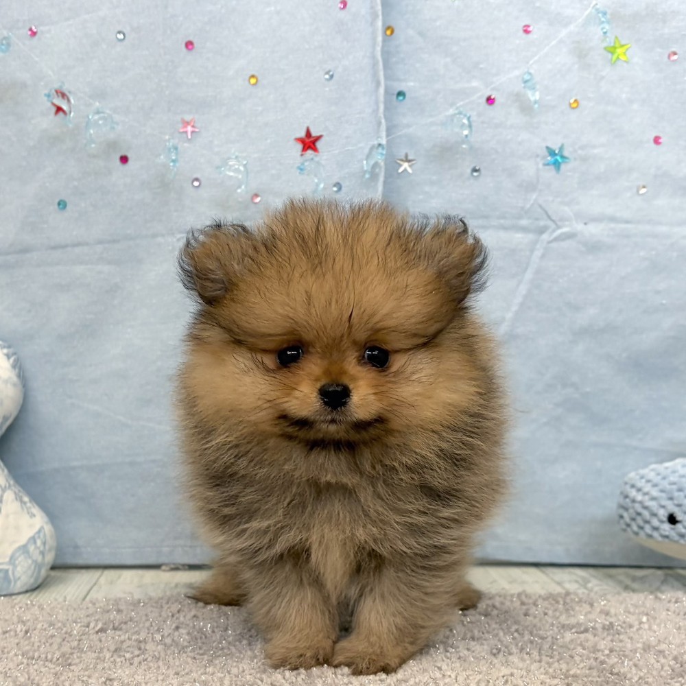 福岡県のポメラニアン (犬の家＆猫の里シュロアモール筑紫野店/2026年5月15日生まれ/女の子/オレンジ)の子犬の2枚目の画像