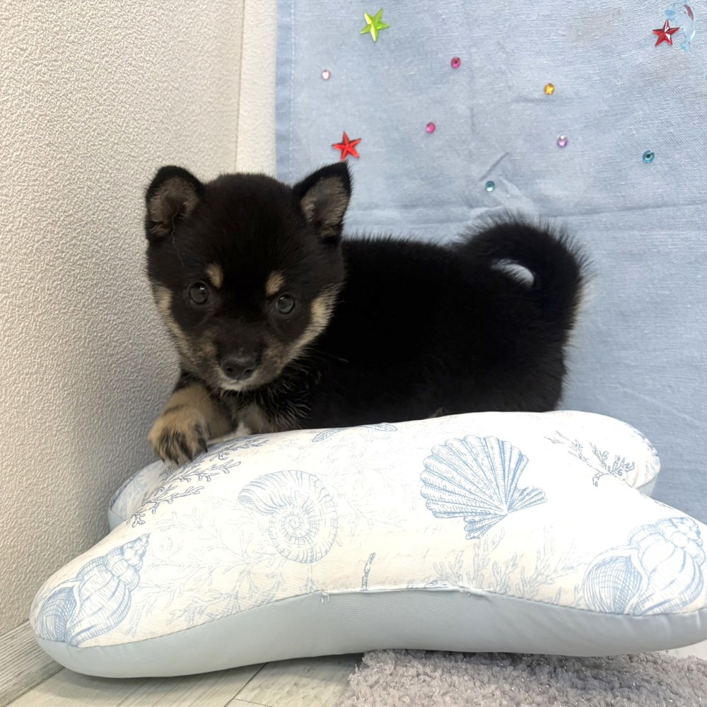 福岡県の豆柴 (犬の家＆猫の里シュロアモール筑紫野店/2026年5月15日生まれ/女の子/黒)の子犬の2枚目の画像