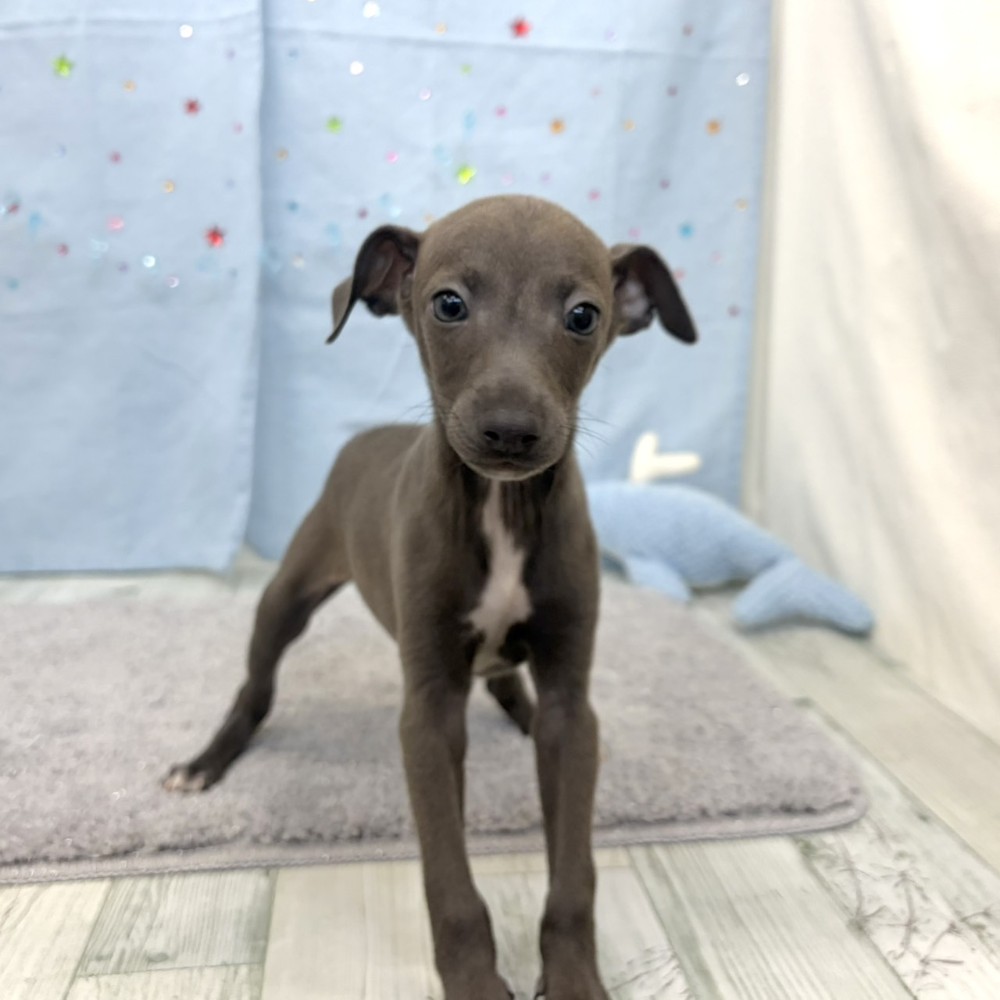 福岡県のイタリアングレーハウンド (犬の家＆猫の里シュロアモール筑紫野店/2026年5月16日生まれ/男の子/ブルー、ホワイトマーキング)の子犬の2枚目の画像