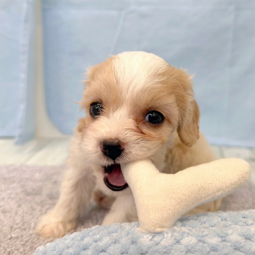 福岡県のハーフ犬・ミックス犬 (犬の家＆猫の里シュロアモール筑紫野店/2026年5月19日生まれ/女の子/レッドホワイト)の子犬の2枚目の画像