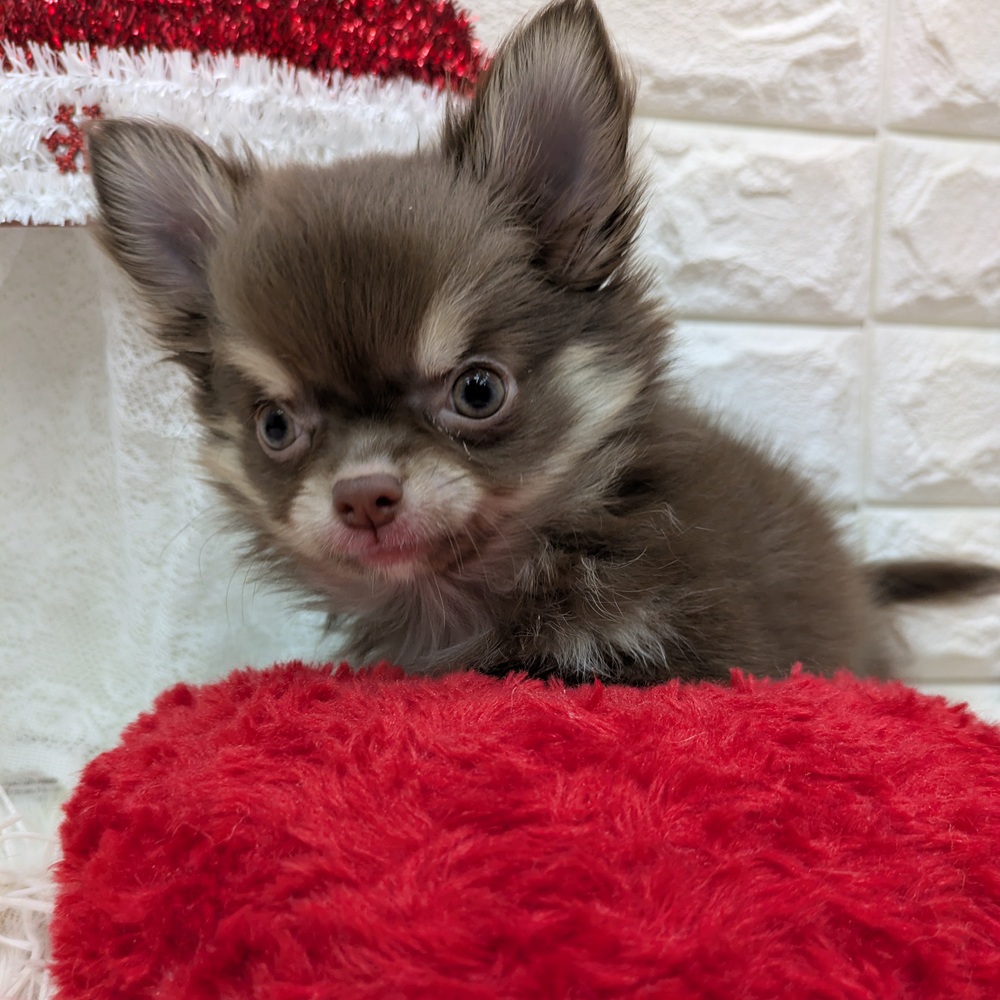 愛知県のチワワ(ロング) (犬の家＆猫の里MEGAドン・キホーテ東海名和店/2025年9月24日生まれ/男の子/チョコレートクリーム)の子犬の2枚目の画像