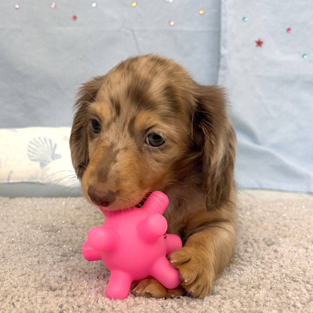 福岡県のミニチュアダックスフンド(ロング) (犬の家＆猫の里シュロアモール筑紫野店/2026年5月23日生まれ/男の子/チョコレートダップル)の子犬の2枚目の画像