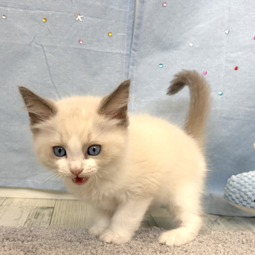 福岡県のラグドール (犬の家＆猫の里シュロアモール筑紫野店/2026年5月24日生まれ/男の子/ブルーポイントバイカラー)の子猫の2枚目の画像