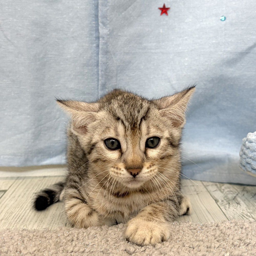 福岡県のベンガル (犬の家＆猫の里シュロアモール筑紫野店/2026年5月25日生まれ/男の子/ブラックシルバースポットタビー)の子猫の2枚目の画像
